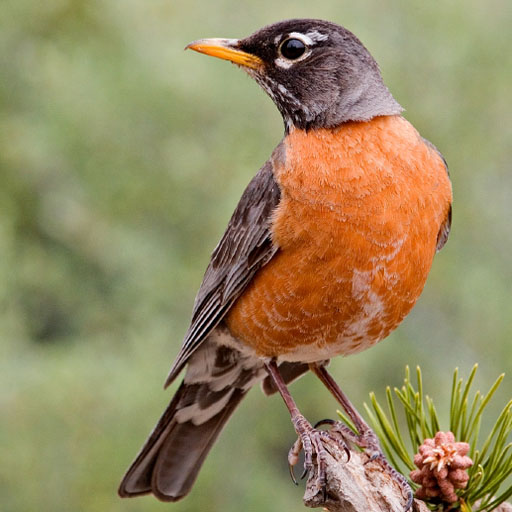 American Birds Sounds Pro logo