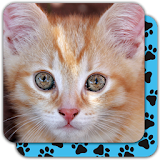 Puzzle Games free: Cute Cats icon