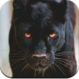 Black Panther HD Wallpaper icon