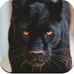 Gambar ikon Black Panther HD Wallpaper