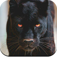 Black Panther HD Wallpaper