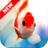 Goldfish Wallpapers icon