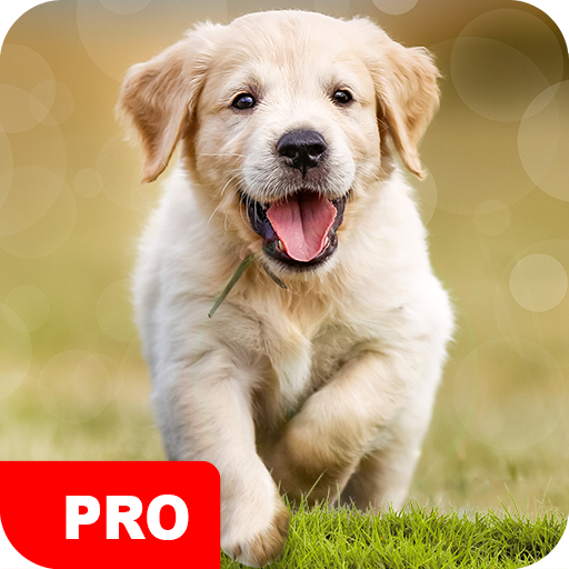 Dog Wallpapers PRO 5.7.91 Icon