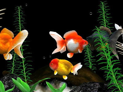 [最も欲しかった] 金魚 待��受け 991529-金魚 待ち受け iphone