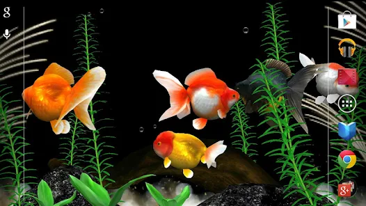 金魚 Gold Fish 3d Free ライブ壁紙 Google Play のアプリ