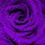 Purple Rose Wallpaper