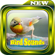 Various bird sounds