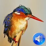 Kingfisher Bird Sounds icon