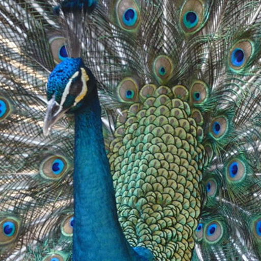 peacock video wallpaper logo