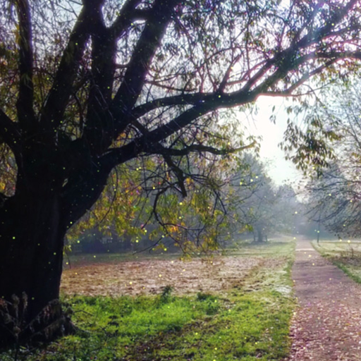 forest video wallpaper - AppWisp.com