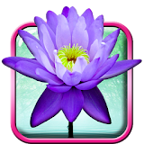 Lotus Live Wallpaper icon