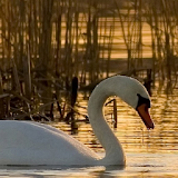 swan wallpapers icon