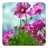 Sweet Flowers Live Wallpaper icon