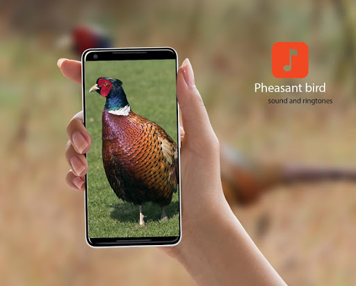 Pheasant bird sounds Screenshot 1 - AppWisp.com