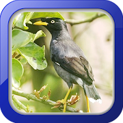 Top 32 Music & Audio Apps Like Masteran Burung Jalak Kebo - Best Alternatives