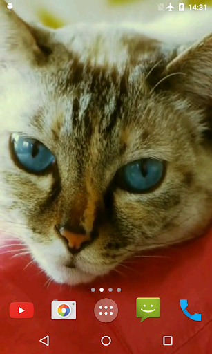 Pussycat Video Live Wallpaper Screen 2