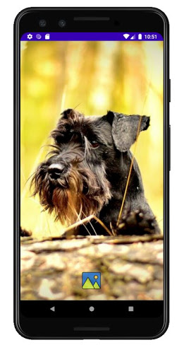 Fondos de Pantalla de Perros S