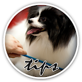 Tips For Dog Grooming icon