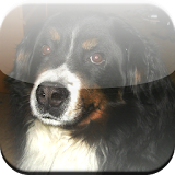 Bernese Mountain Dog Game icon
