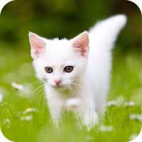 Cute Kitten Wallpaper Best 4K