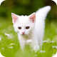 Cute Kitten Wallpaper Best 4K Descarga en Windows