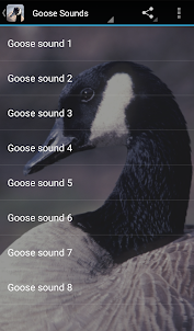 Goose Sounds
