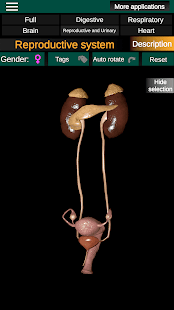 Internal Organs in 3D Anatomy Screenshot