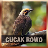 Suara Burung Cucak Rowo icon