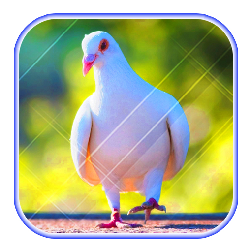 Cute Pigeon wallpaper logo