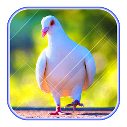 Imagen de icono Fondo de la paloma linda
