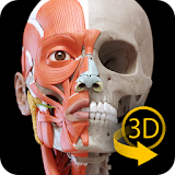 Muscular System - 3D Anatomy icon