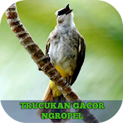 Trucukan Gacor Ngropel