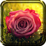 Natural Flowers Live Wallpaper icon