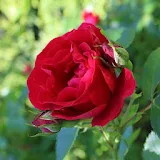 Gorgeous red rose icon