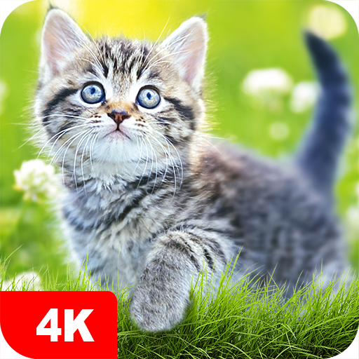 Cat Wallpapers & Cute Kittens  Icon