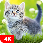 Cover Image of Descargar Fondos de pantalla de gatos y gatitos lindos  APK