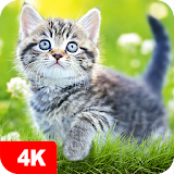 Cat Wallpapers & Cute Kittens icon