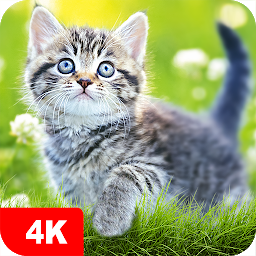 Symbolbild für Hintergrundbilder Katzen 4K