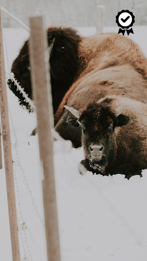 Bison Wallpapers - FREE