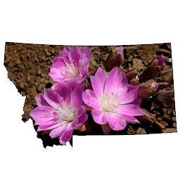 图标图片“Montana Wildflowers”