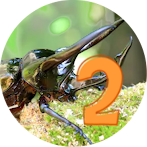 Insect Catching 2