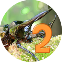 Insect Catching 2