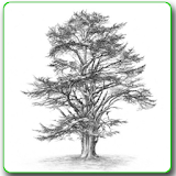 Drawing Trees icon