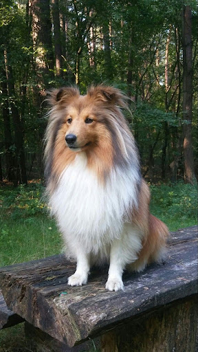 Android application Shetland Sheepdog screenshort