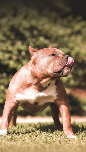 Download Pitbull Dog HD Wallpapers Free for Android - Pitbull Dog HD  Wallpapers APK Download 
