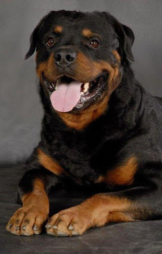 Rottweilers dog wallpapers Screen 2
