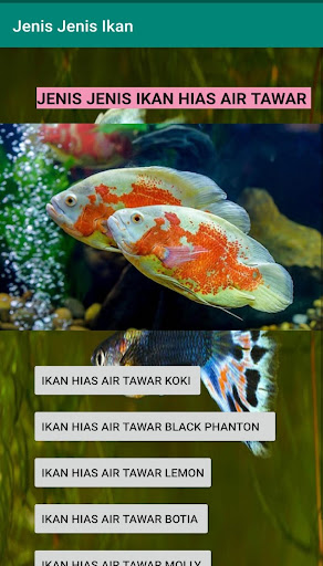 JENIS JENIS IKAN HIAS