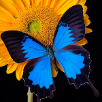 Cover Image of Download Butterfly Wallpapers  APK