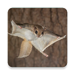 Cover Image of Tải xuống Flying Squirrel Sound Collecti  APK