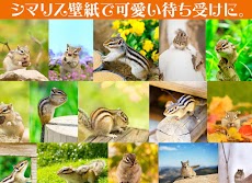 リス壁紙 Androidアプリ Applion